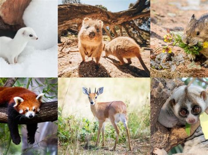 What is the cutest animal in the universe?