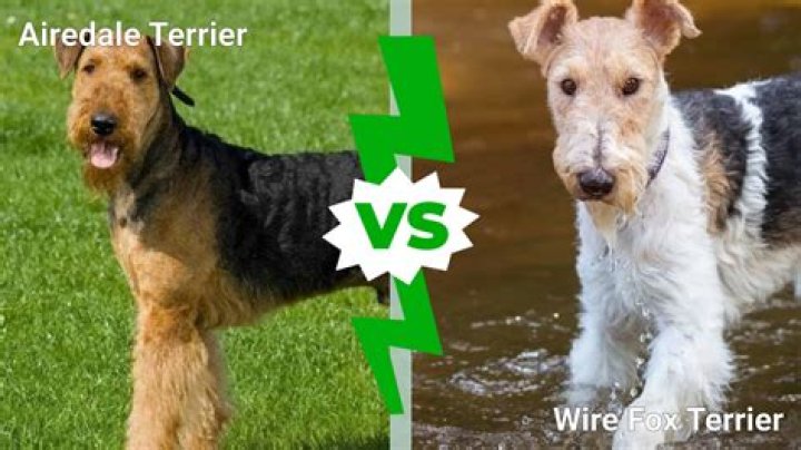 What is the difference between a fox terrier and a Tenterfield Terrier?