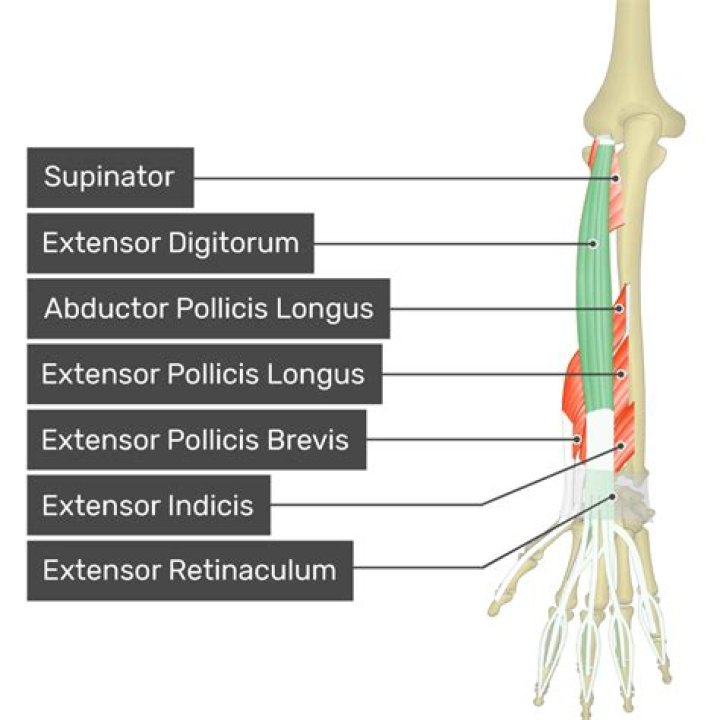 What is the extensor pollicis longus?