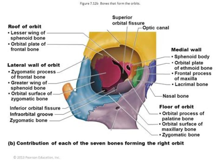 What is the eye bone called?