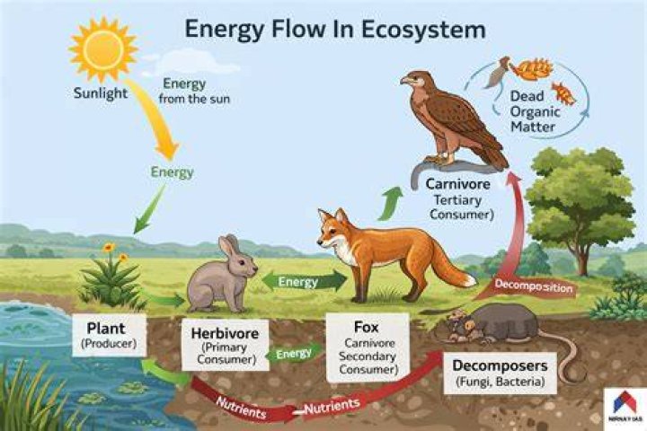 What is the flow of energy in an ecosystem?