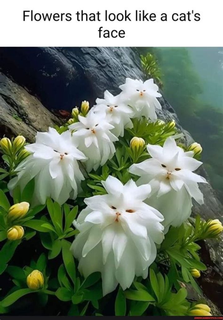 What is the flower that is white yellow and purple?