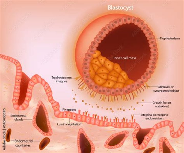 What is the function of syncytiotrophoblast?
