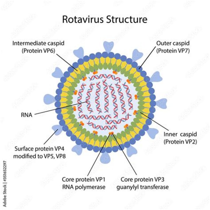What is the genetic structure of rotavirus?