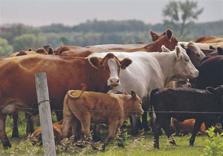 What is the going price for cow/calf pairs?