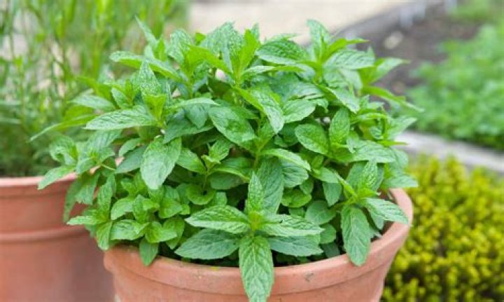 What is the herb olive leaf good for?