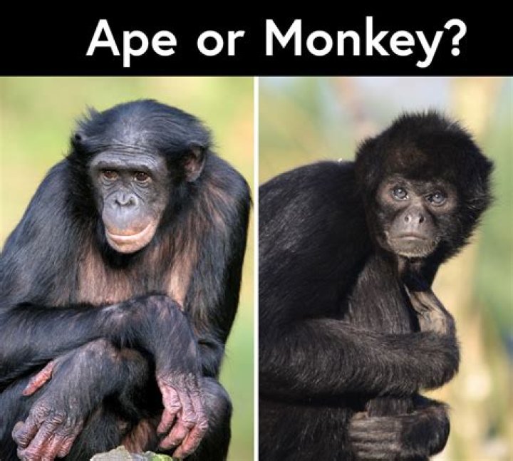 What is the main difference between ape and human hands?