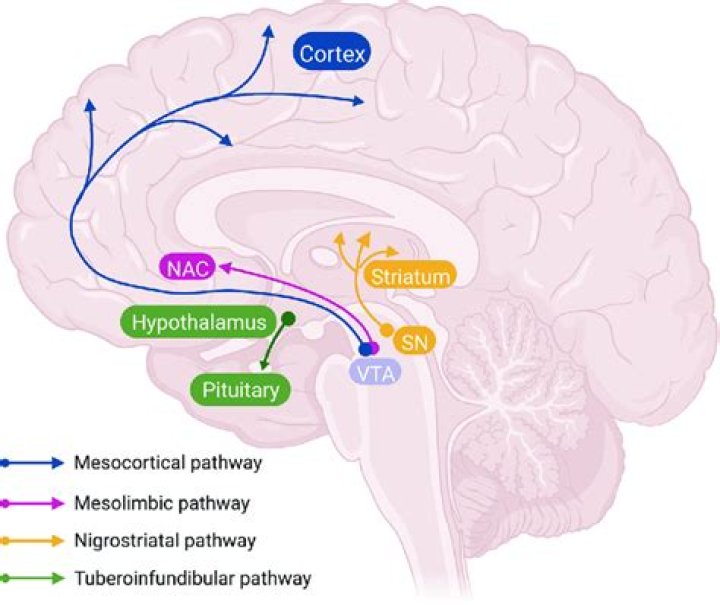 What is the mesolimbic pathway?