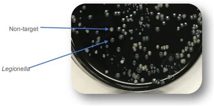 What is the morphology of Legionella pneumophila?