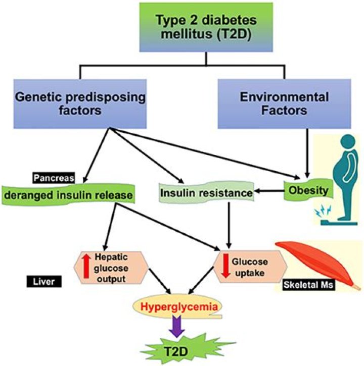 What is the pathogenesis of diabetes type 2?