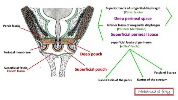 What is the perineal fascia?