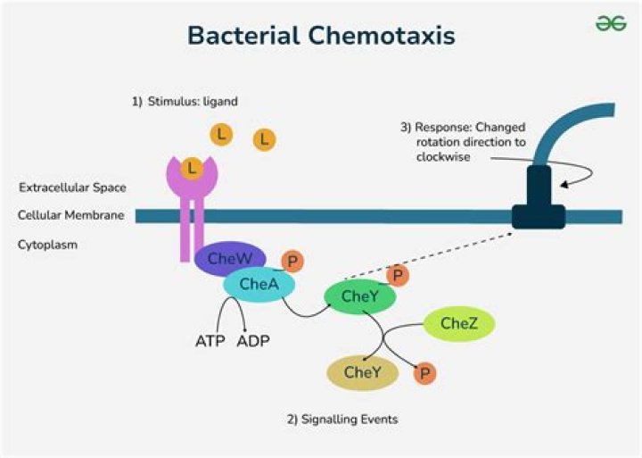 What is the process of chemotaxis?