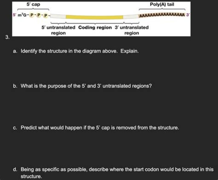 What is the purpose of the 5 and 3 untranslated regions?