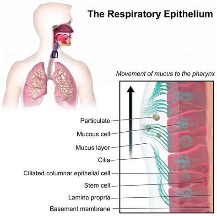 What is the role of cilia in the respiratory tract?