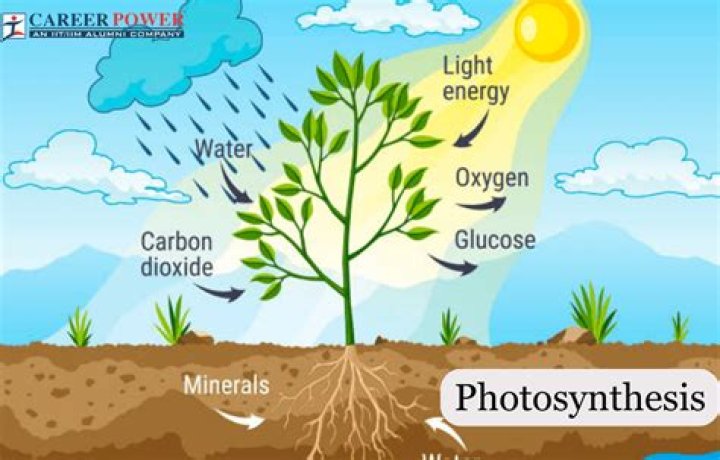 What is the role of PGA in photosynthesis?