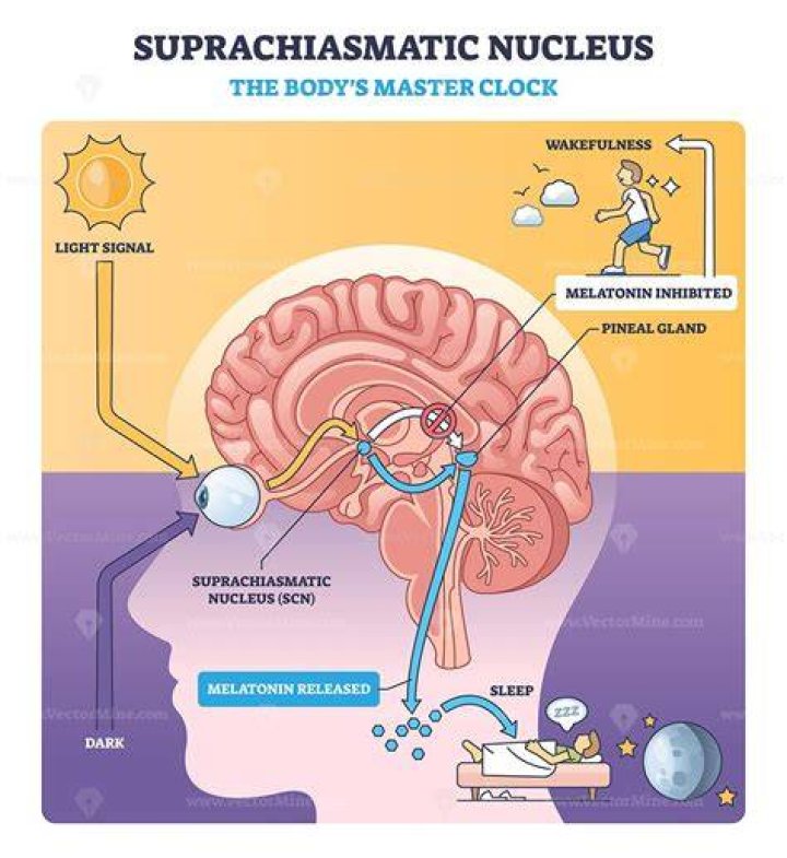 What is the role of the suprachiasmatic nucleus?