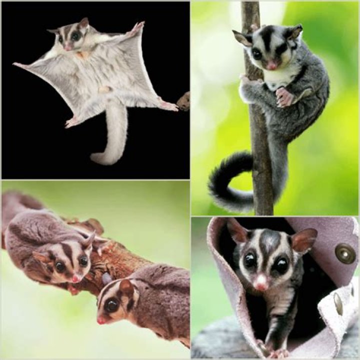 What is the sound sugar gliders make?