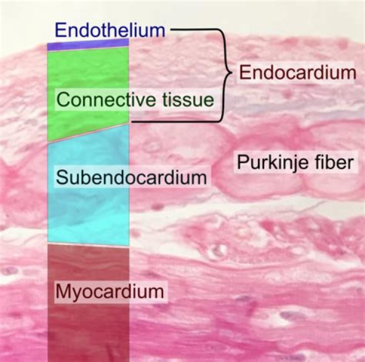 What is the subendocardial layer?