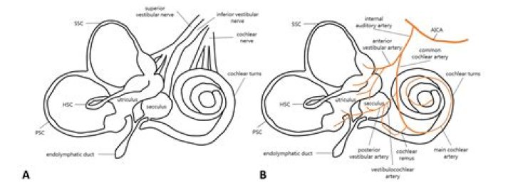 What is the superior cavity of the cochlea?