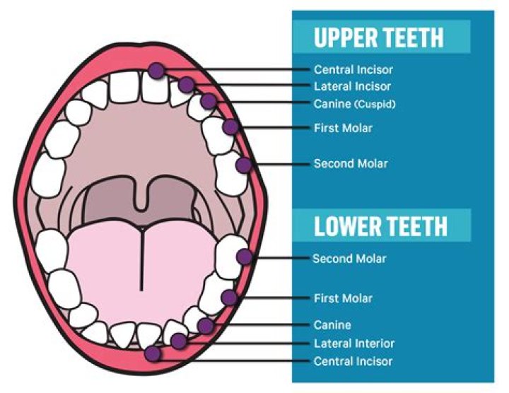 What is the third set of teeth called?