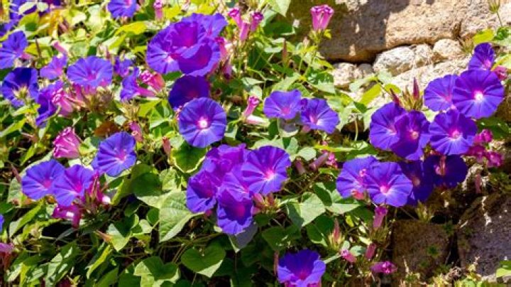 What is the vine with purple flowers?