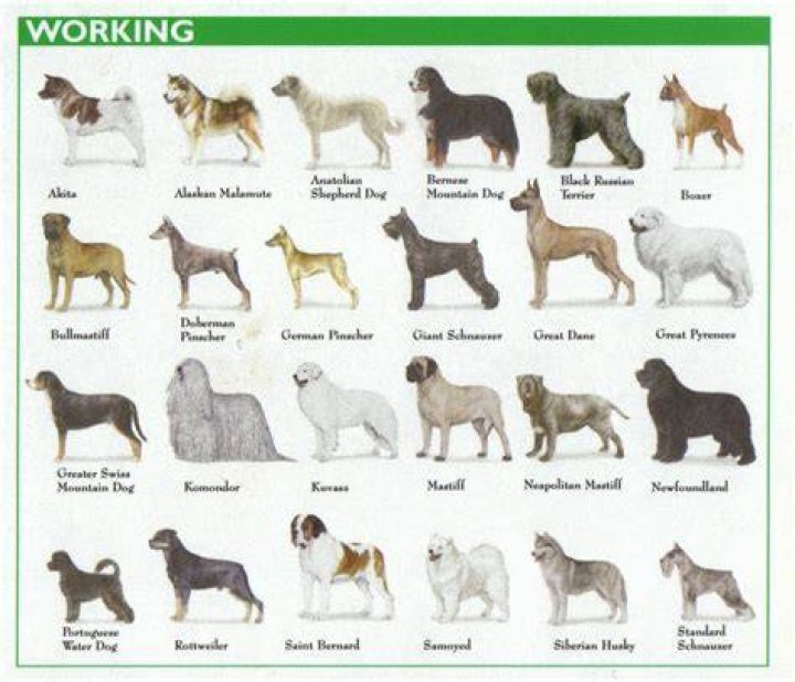What is the Working Group of dogs?