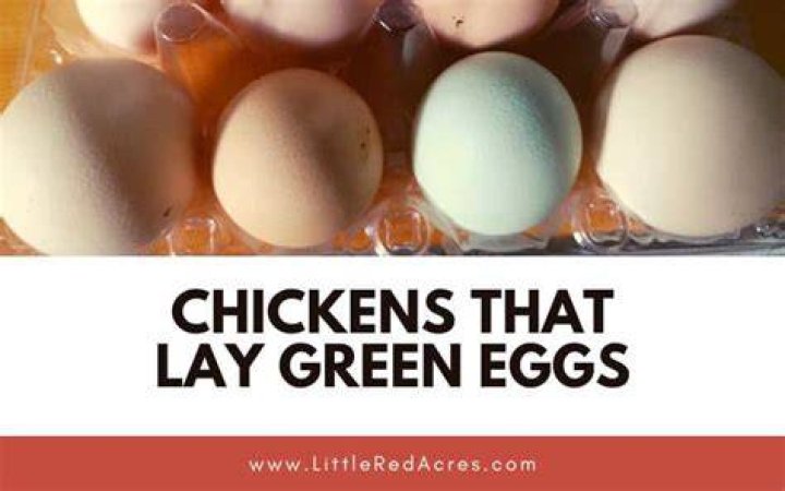 What kind of chickens lay green eggs?
