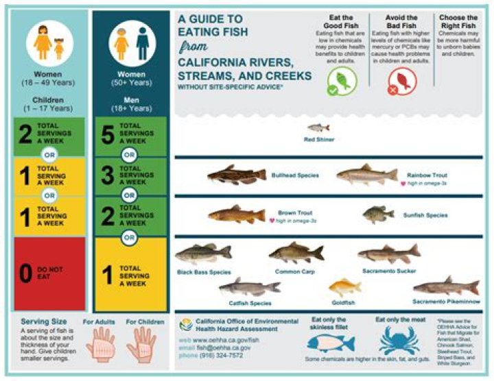 What kind of fish are in the Peconic River?