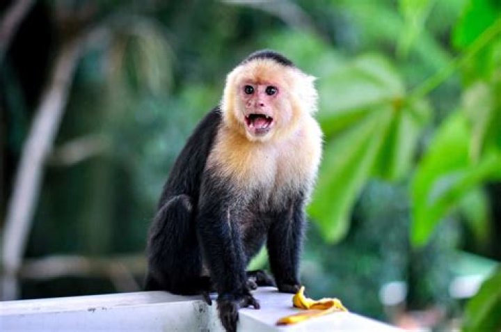What kind of nuts do capuchin monkeys eat?