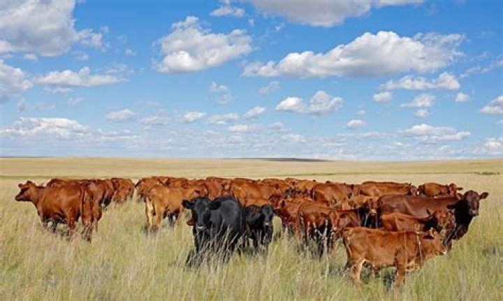 What led to the end of open range cattle?