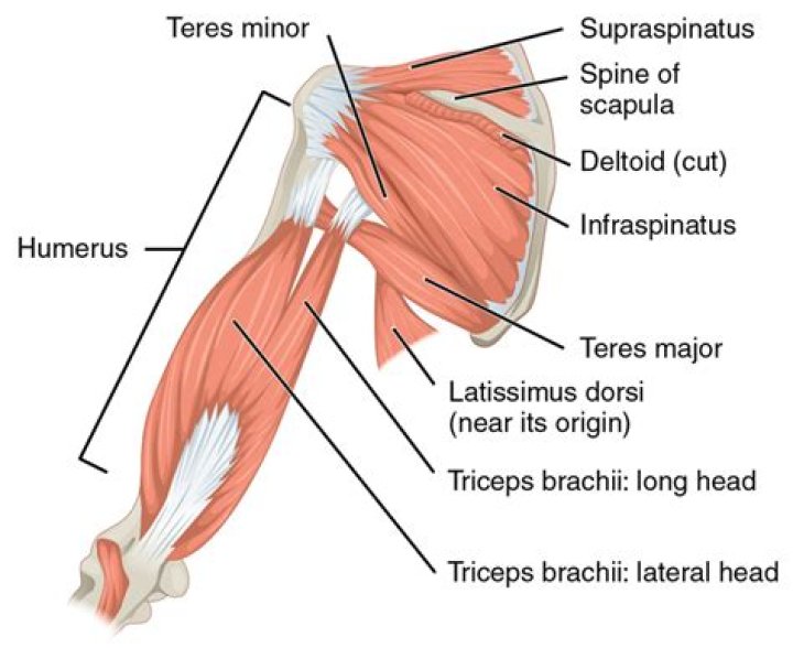 What muscle abducts and extends the upper arm?