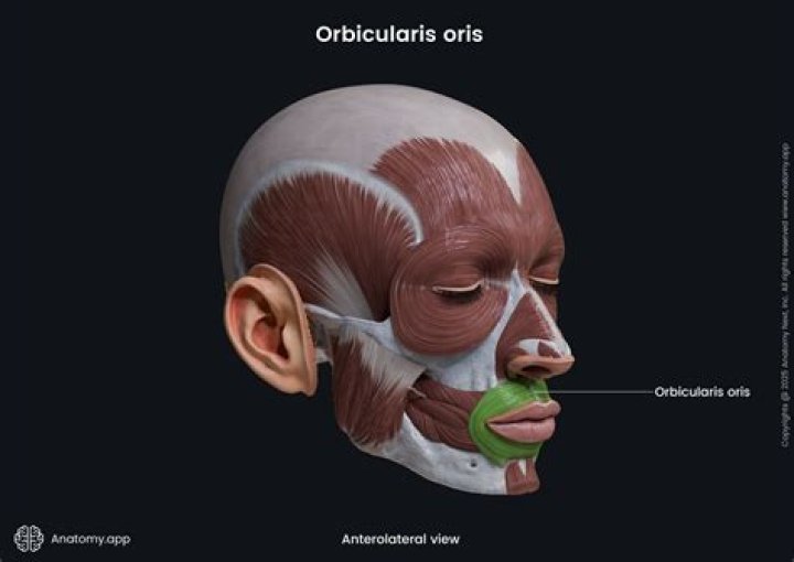 What muscles compress lips?