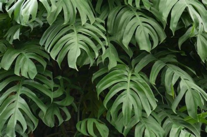 What outdoor plant has very large leaves?