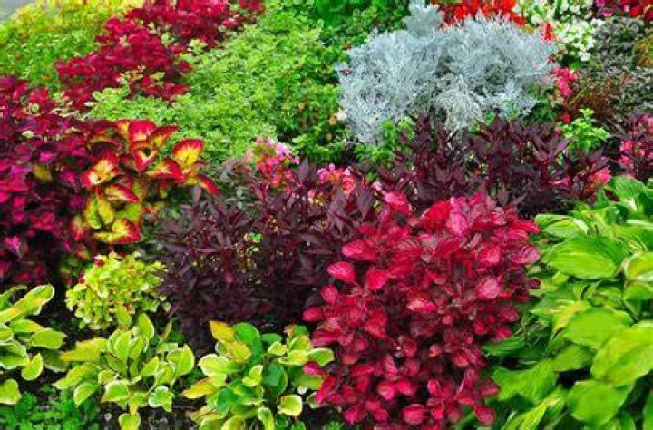 What plants stay Colourful all year round?