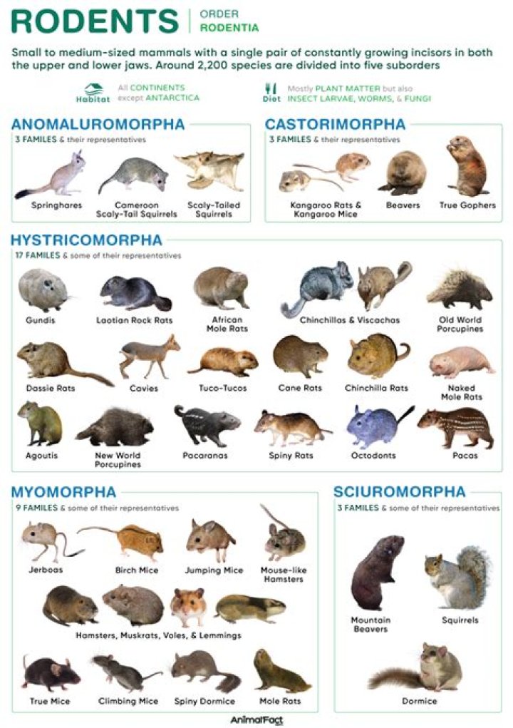 What rodents are in Cancun?