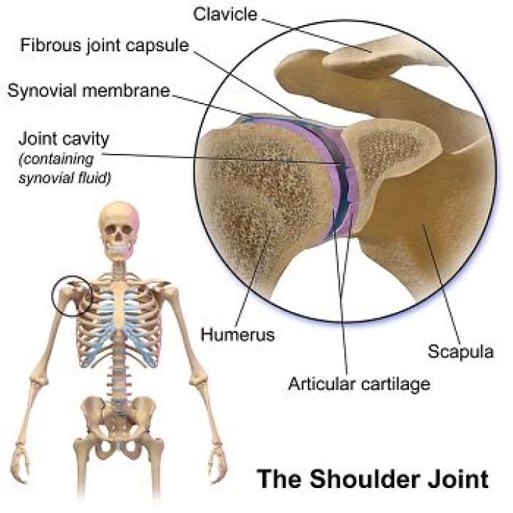 What type of joint is the shoulder and arm joint?