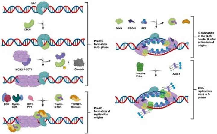 What unwinds the DNA before replication?
