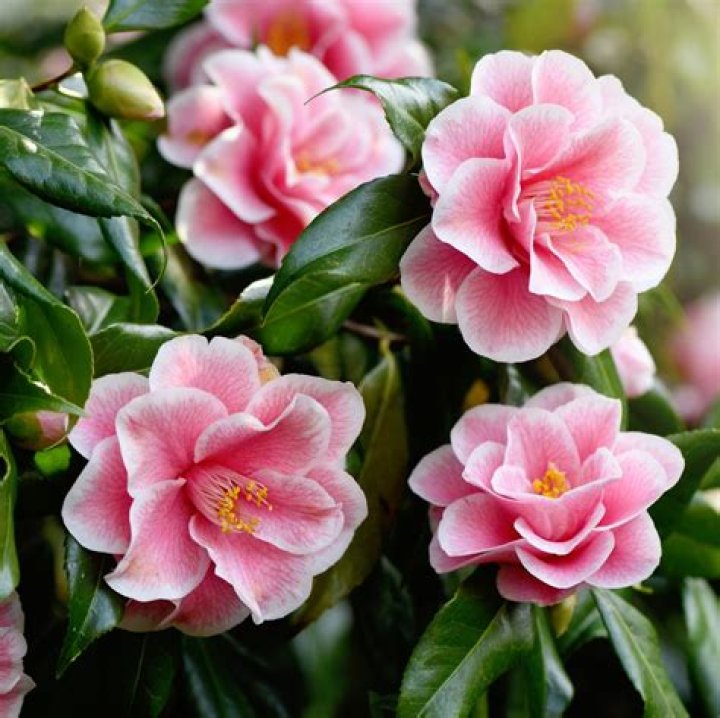 What zone do Camellias grow in?