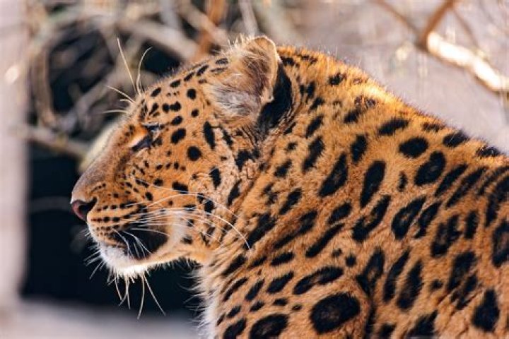 When was the Amur leopard listed as endangered?