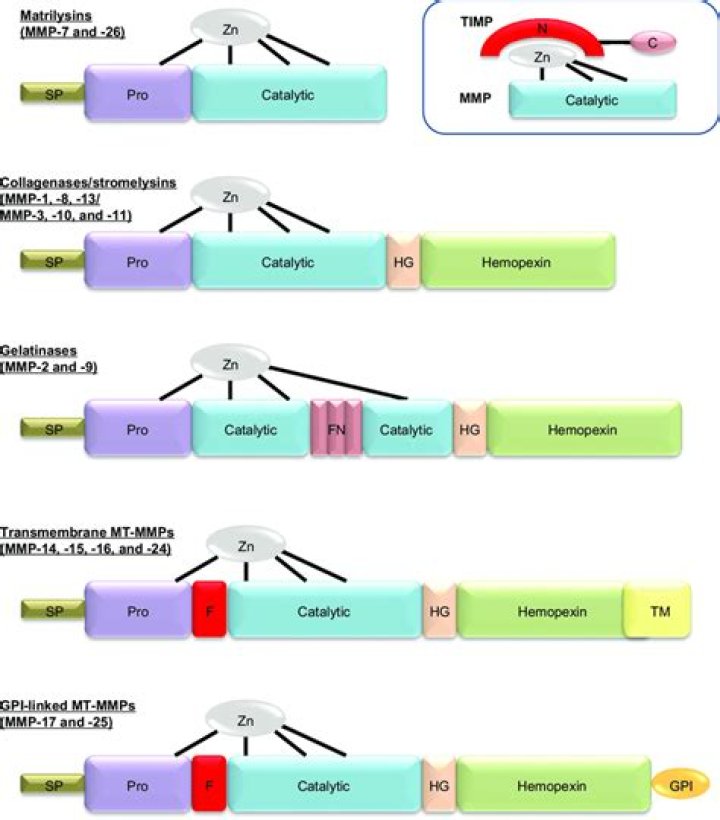 Where are matrix metalloproteinases found?