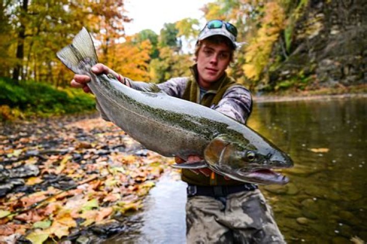 Where are steelhead running in Michigan?