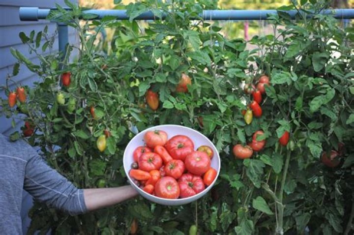 Where are there fights with tomatoes every year?