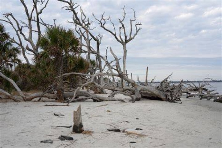Where can I find driftwood in Florida?