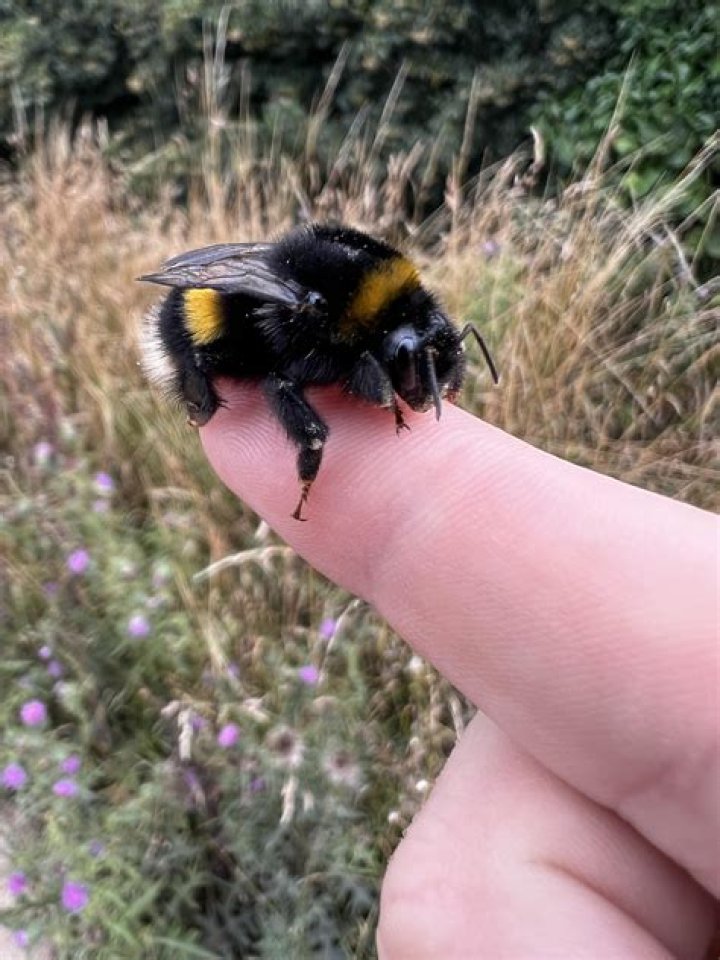 Where does Bombus terrestris live?