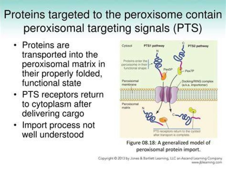 Where does the peroxisomal targeting signal PTS receptor bind to peroxisome destined proteins?