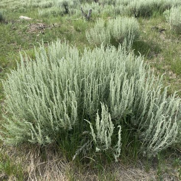 Where is a sagebrush found?