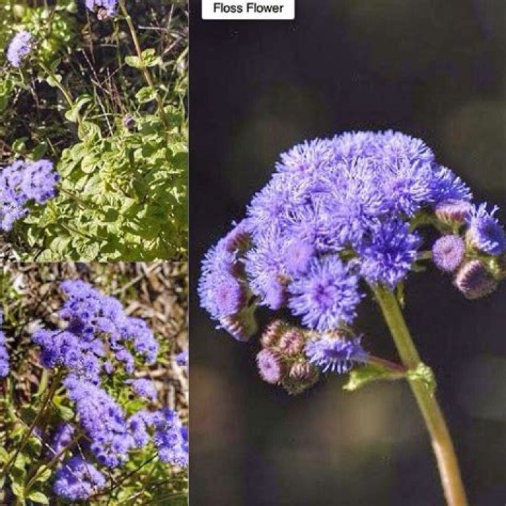 Where is floss flower native to?