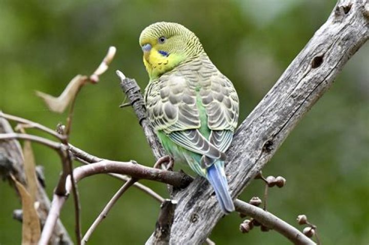 Where is monk parakeet found?