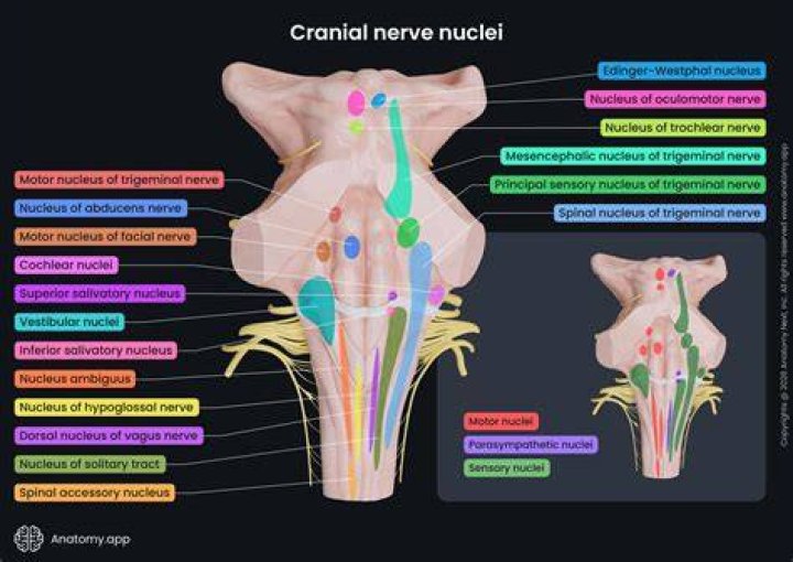 Which cranial nerves have nuclei?