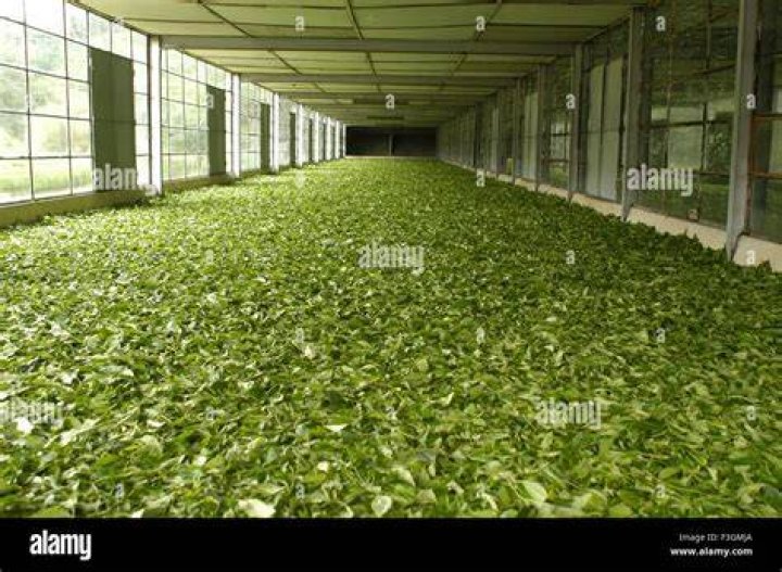 Which is the largest tea factory in Assam?